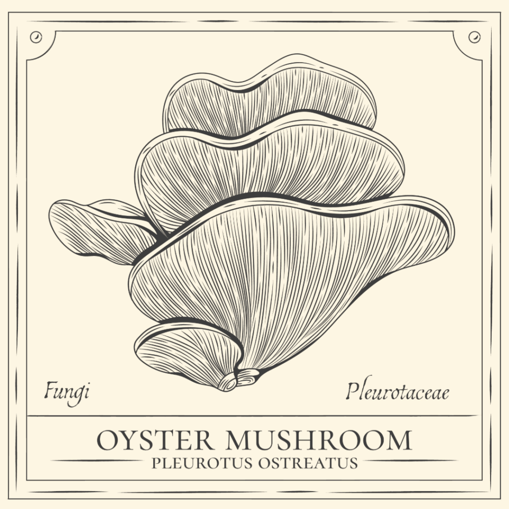 carrusel-procuctos-inicio-1