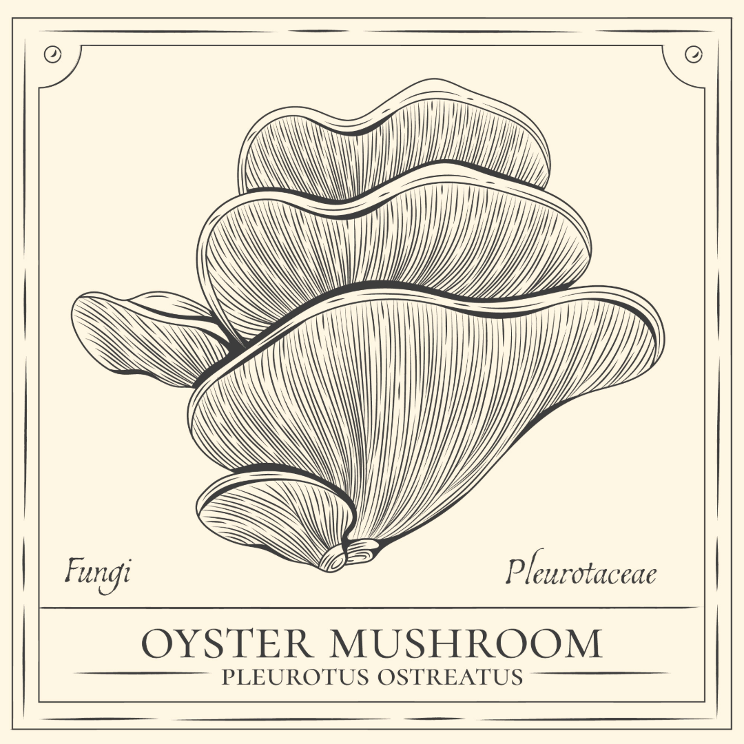 carrusel-procuctos-inicio-1